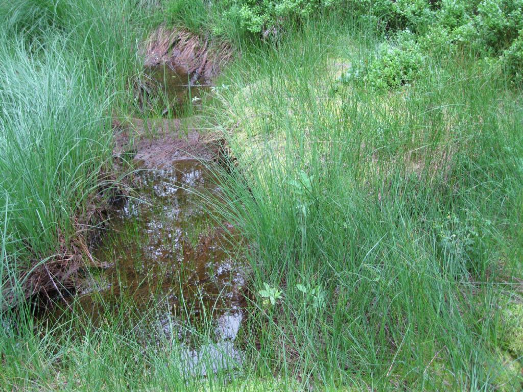 Potentilla palustris